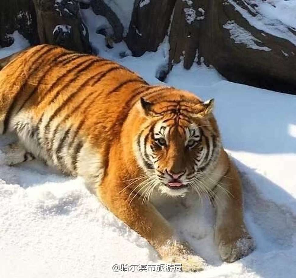 Internet users have been making fun of the tubby tigers. Photo: Handout