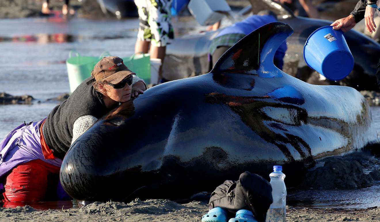 Volunteers attend to some of the dozens of stranded pilot whales still alive after one of the New Zealand's largest recorded mass whale stranding. Photo: Reuters