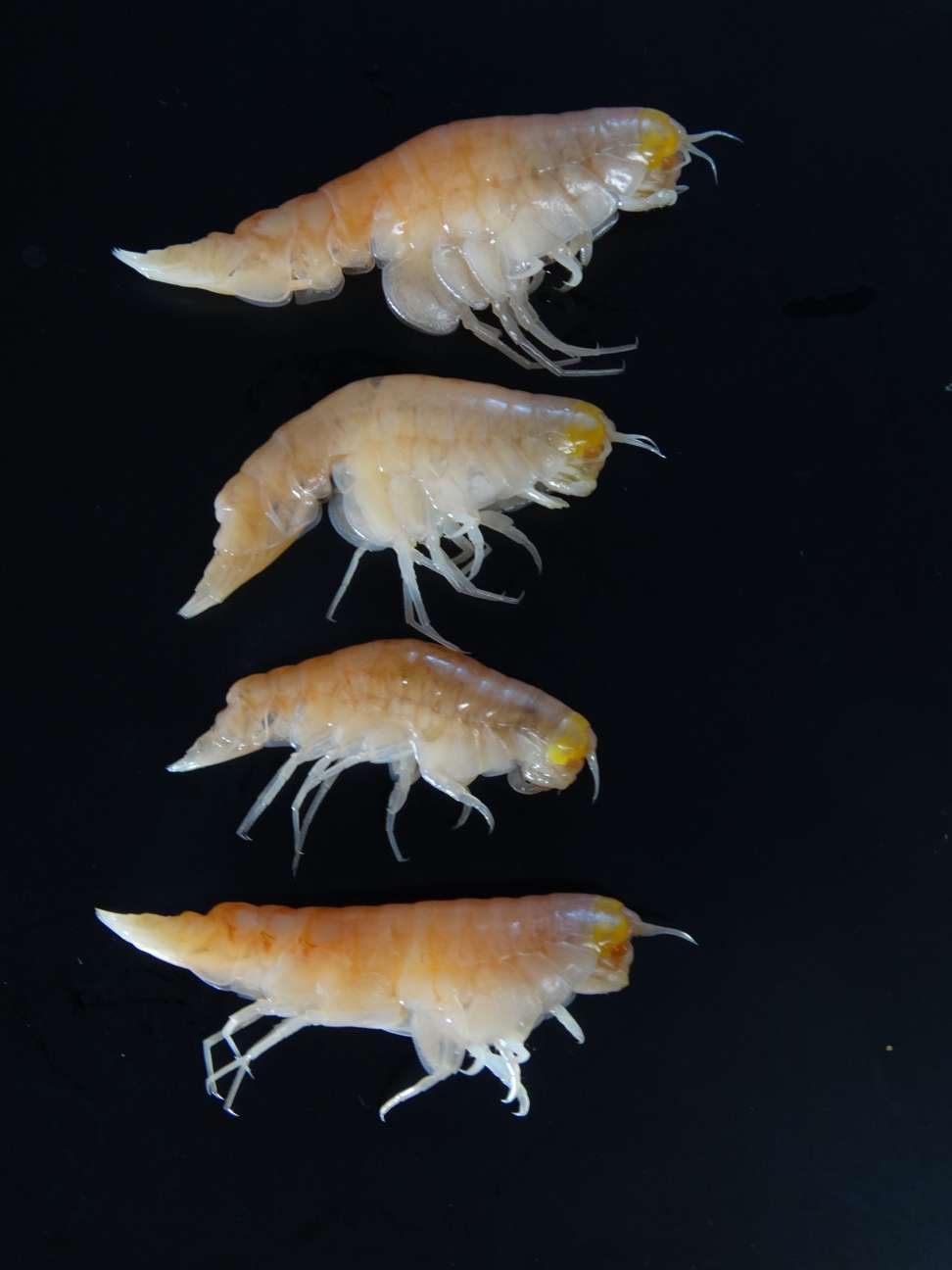 A handout photo shows ultra-deepwater amphipod Hirondellea gigas from the deepest depths of the Mariana Trench in the Northwest Pacific Ocean. Banned chemicals are tainting the tiny crustaceans, researchers have found. Photo: AFP
