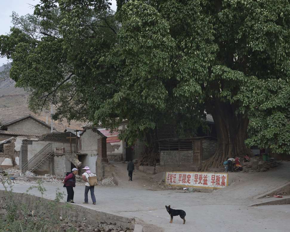 Forest 8 shows a 300-year-old tree in Yunnan province in March 2013, before it was transplanted ahead of the village being flooded to make way for a dam.
