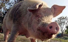 Khanzir, a resident of Kabul Zoo, is the only pig in Afghanistan and possibly the loneliest pig in the world. Photo: EPA Khanzir, a resident of Kabul Zoo, is the only pig in Afghanistan and possibly the loneliest pig in the world. Photo: EPA