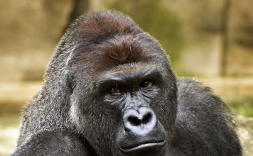 Harambe, a western lowland gorilla, who was fatally shot at Cincinnati Zoo. Photo: AP