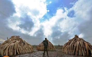 Illegal ivory confiscated from poachers in Kenya. Photo: AFP