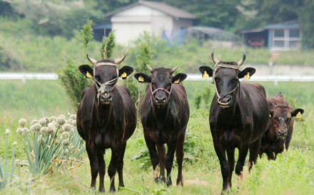 Cattle in at Okuma town in Fukushima prefecture. Photo: AFP Cattle in at Okuma town in Fukushima prefecture. Photo: AFP