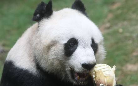 Jia Jia died at Ocean Park at about 6pm on Sunday. Photo: Sam Tsang