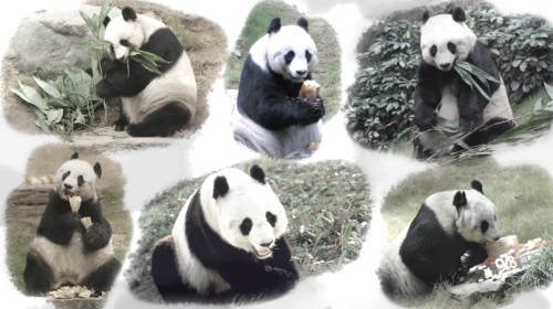 Giant panda Jia Jia memorial video