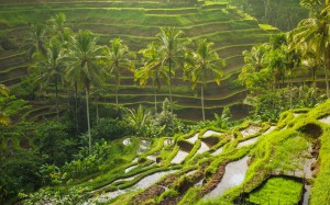 Rice paddies in Bali.