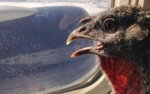 From a ferret in a diaper to a turkey to dogs which bite other passengers or pee in the aisle, travellers and flight attendants report big rise in ‘emotional support animal’ fraud, to the detriment of disabled fliers with legitimate need