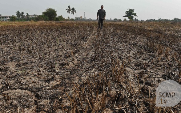 Parched fields force Thailand to look beyond rice