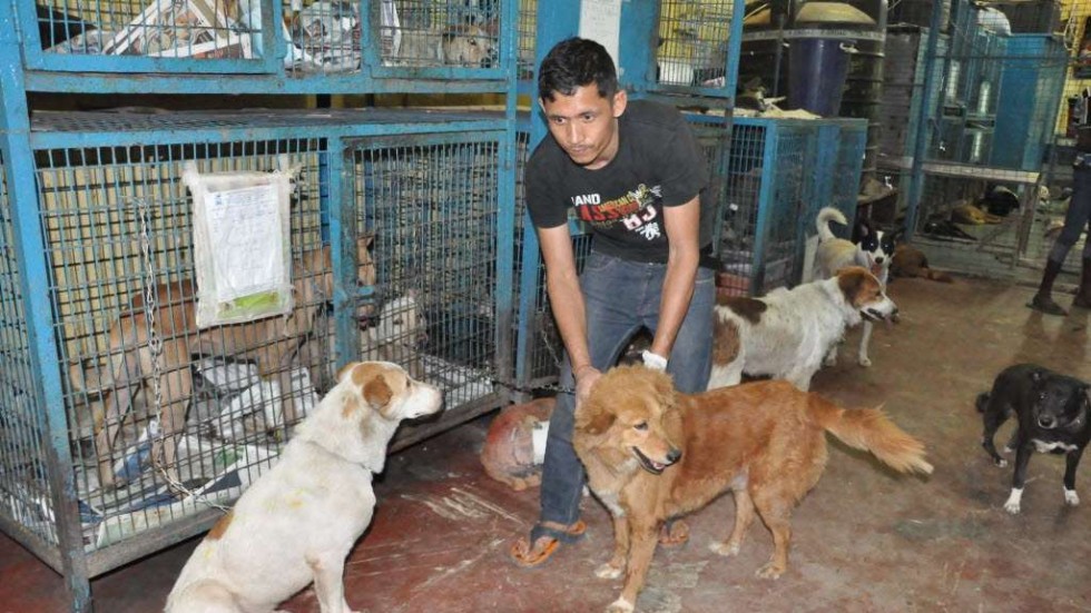 Essay on cruelty to animals in india