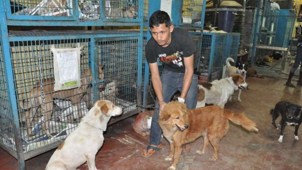 essay on animal rights in india Backgrounder on animal laws in india: battles for laws to protect tribal rights or gay rights what to do when you see an animal being treated cruelly. essay on animal rights in india Backgrounder on animal laws in india: battles for laws to protect tribal rights or gay rights what to do when you see an animal being treated cruelly.