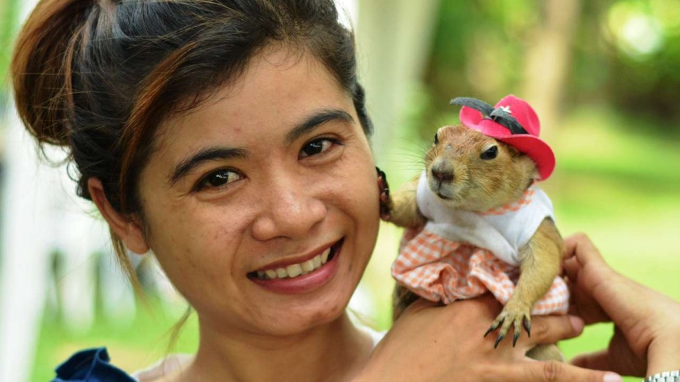 Dog House Thailand Dog House Thailand