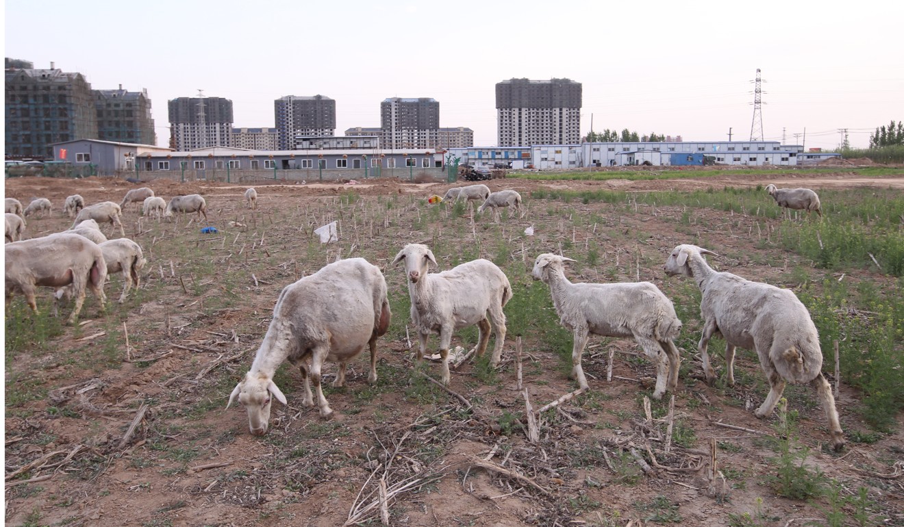 Sheep eat grass on a construction site of a high-end residential real estate project in Hebei province. The project has been suspended after the central government announced its decision to set up the Xiongan New Area. Photo: Simon Song