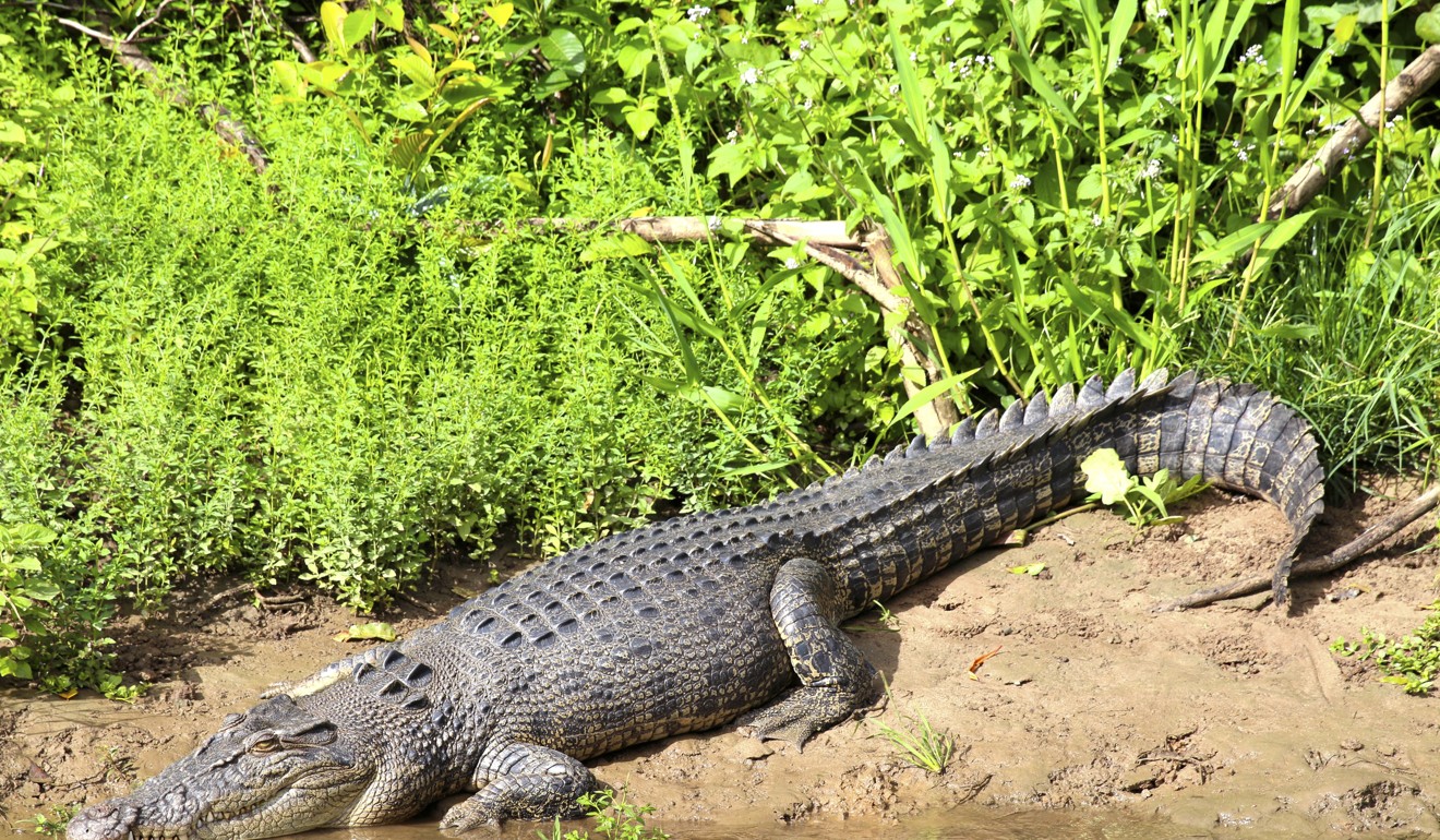 Hermès Buys 376 Acres Of Farmland In The Northern Territory For Huge Crocodile  Farm - LADbible