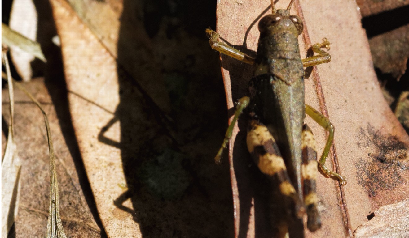 A Tokyo teen has been arrested for allegedly bullying a boy into eating a grasshopper and dog faeces. Handout photo