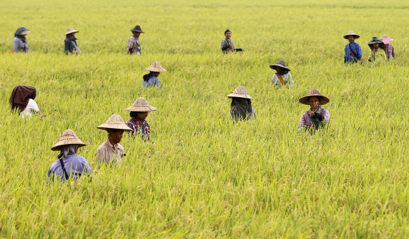 Farm workers harvest rice in a paddy field on the outskirts of Naypyitaw, Myanmar, this month. Photo: EPA