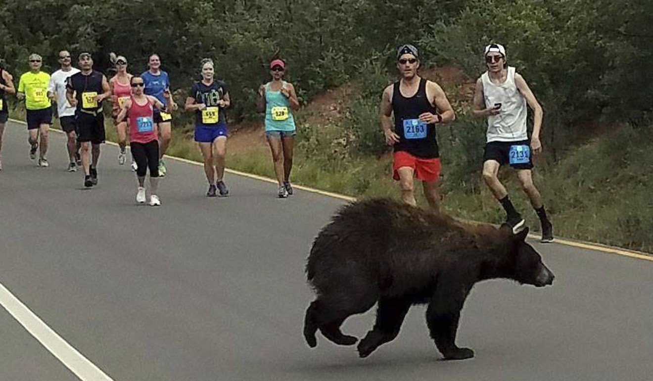 In this photo provided by Donald Sanborn, a bear walks across the street as runners compete in the Garden of the Gods 10 Mile Run near Colorado Springs, Colorado on Sunday, June 11, 2017. An Alaskan teen was killed by a bear in a race on Sunday, June 18. Photo: AP