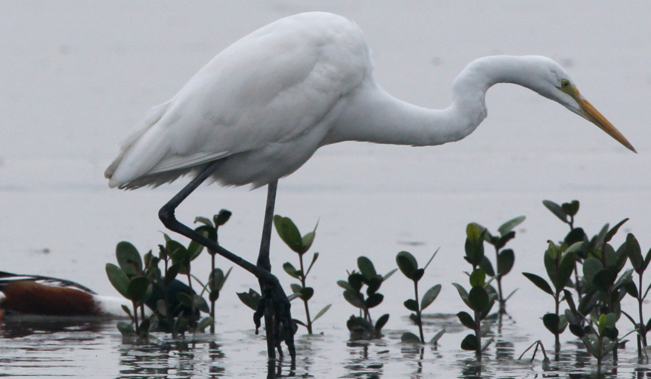 Tai Po is home to lots of egrets. Photo: Nora Tam