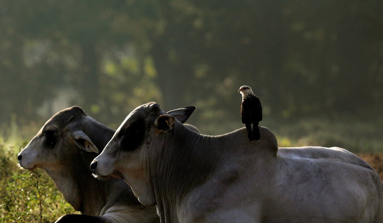 A hawk perches on the back of a zebu cattle in a farm in Paulinia, Brazil. Photo: Reuters