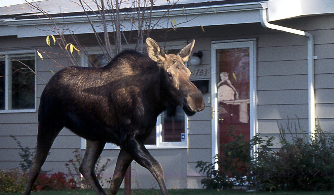 A young moose takes a walk through an Anchorage, Alaska neighbourhood. File photo: AP