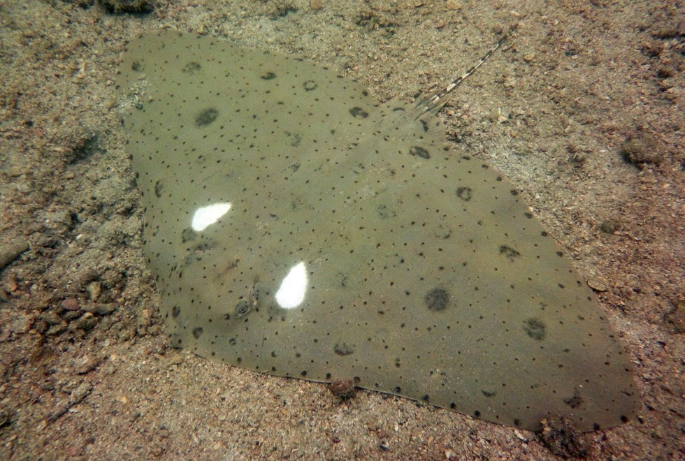 The twin-spot butterfly ray. Photo: Handout