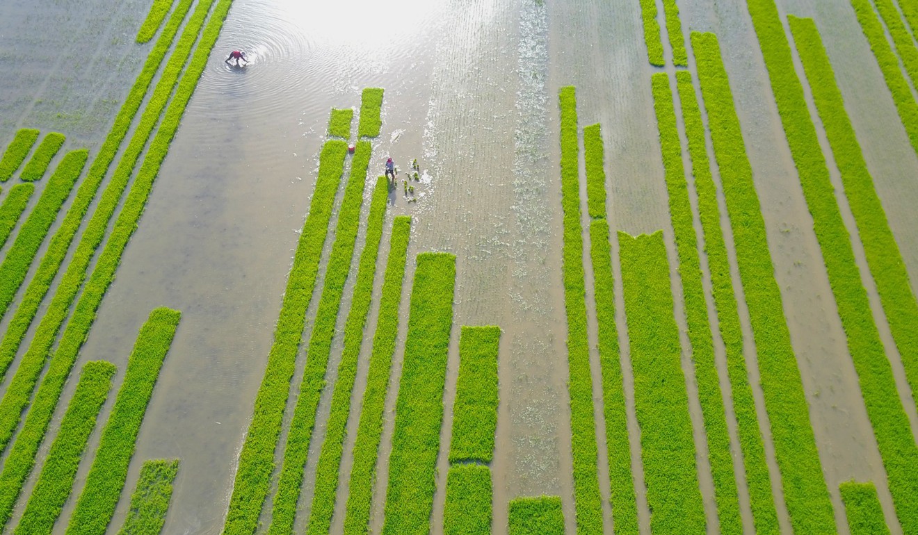 Villagers plant rice in a field in Lianyungang, in China's eastern Jiangsu province on June 4, 2017. Photo: AFP