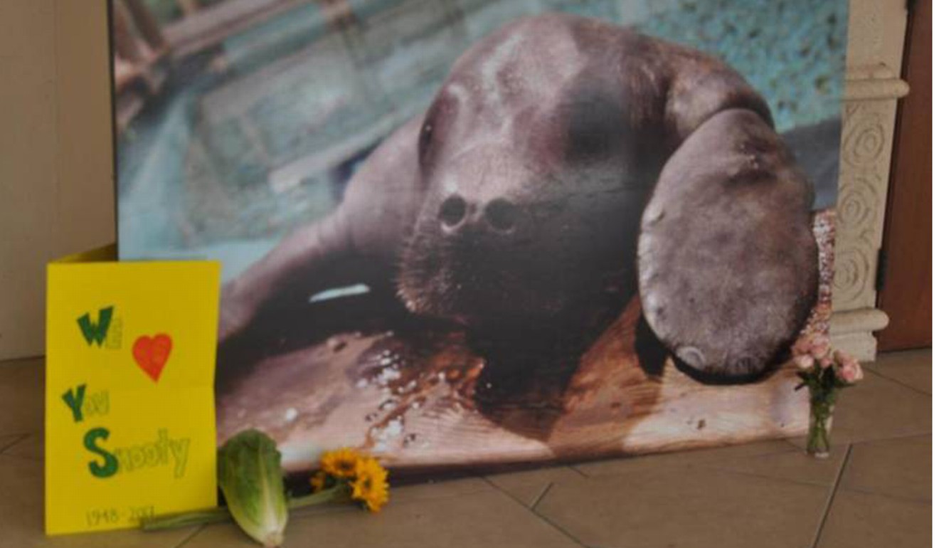 Visitors to the South Florida Musuem in Bradenton paid tribute to Snooty, the 69-year-old manatee found dead in his tank at the musuem on Sunda. Photo: TNS