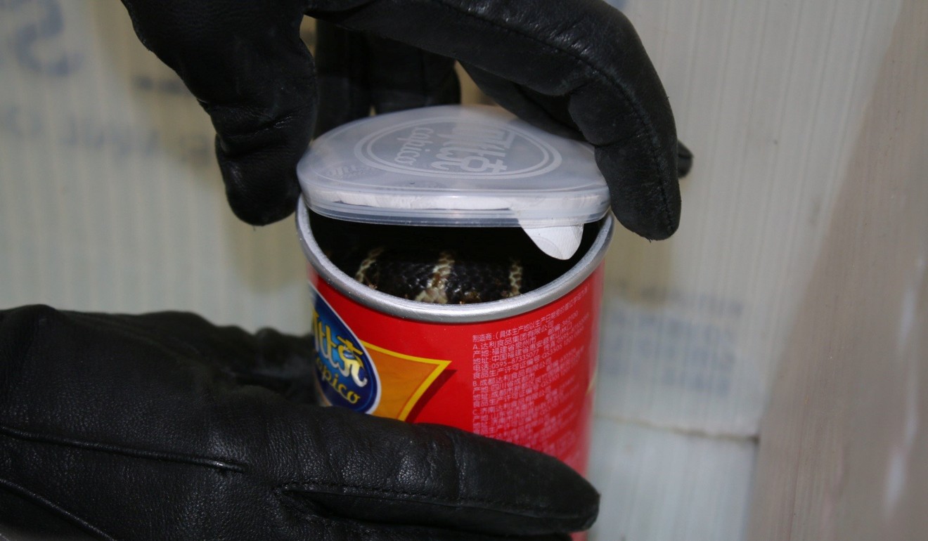 A US Customs worker gingerly opens a potato chip can containing a deadly king cobra. Photo: Reuters