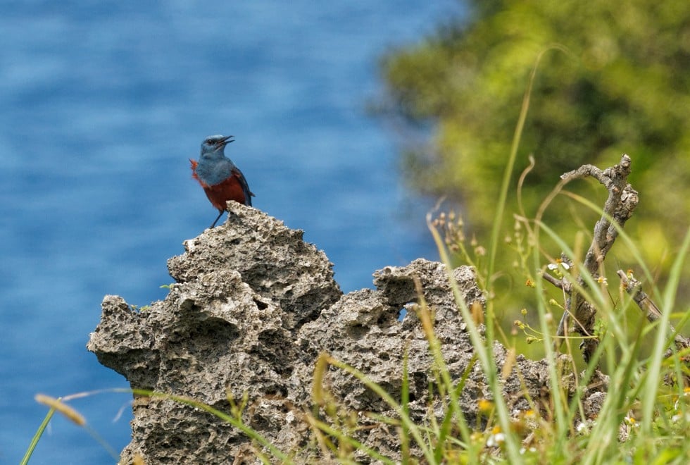 A blue rock thrush on Lanyu island.