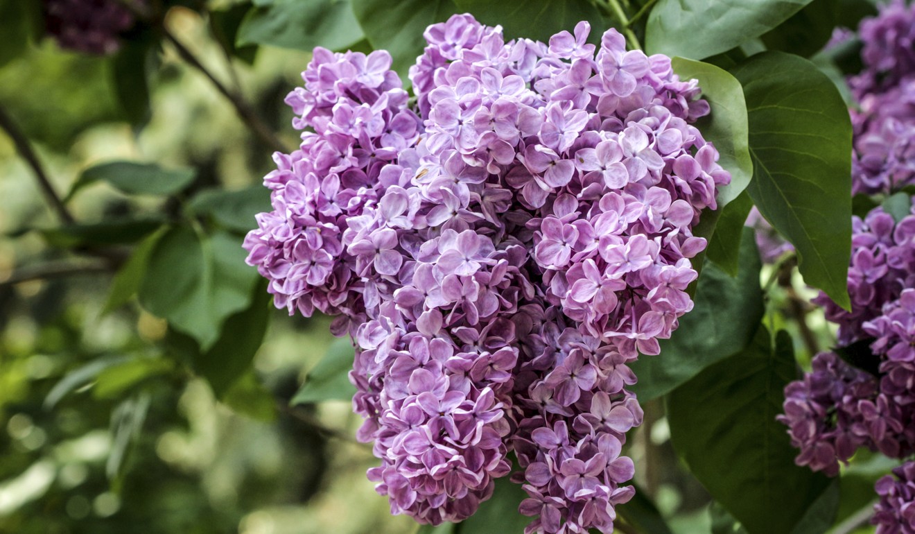 French lilac has been used for hundreds of years to treat diabetes both in Europe and China. Photo: Shutterstock