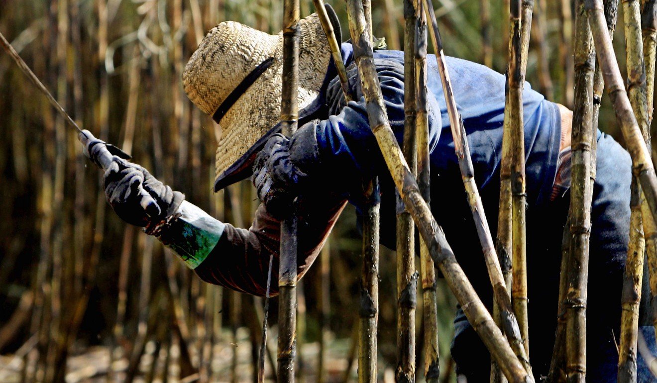 A peasant woman cuts sugar cane with a machete in the Usina Bonfim farm plantation of the COSAN group. Photo: AFP