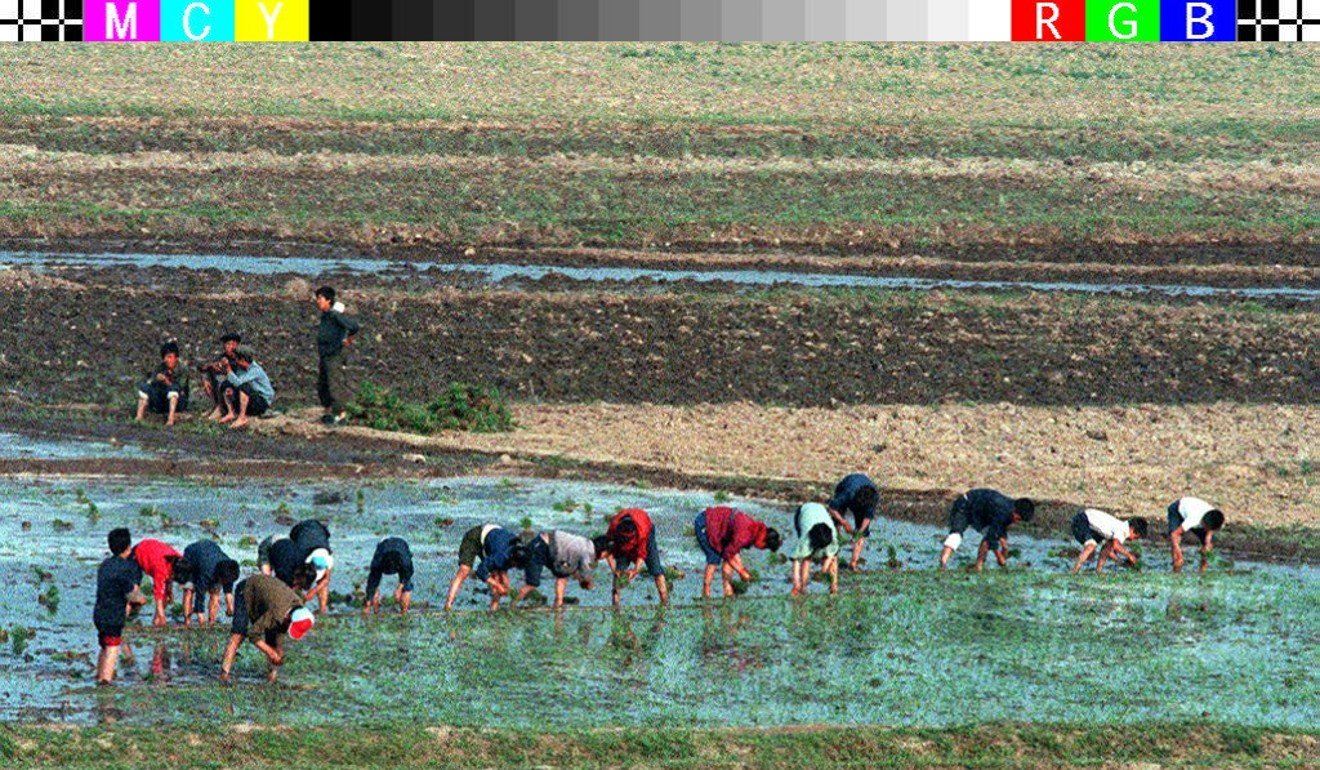 North Korean farmers work on a paddy field on the outskirts of Pyongyang. Photo: AFP