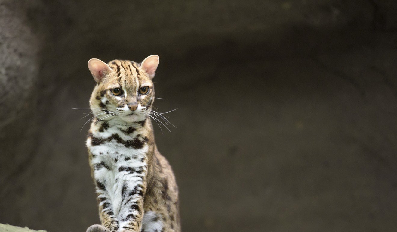 The leopard cat isn’t threatened in most of Southeast Asia but in Taiwan it is endangered. Picture: Alamy
