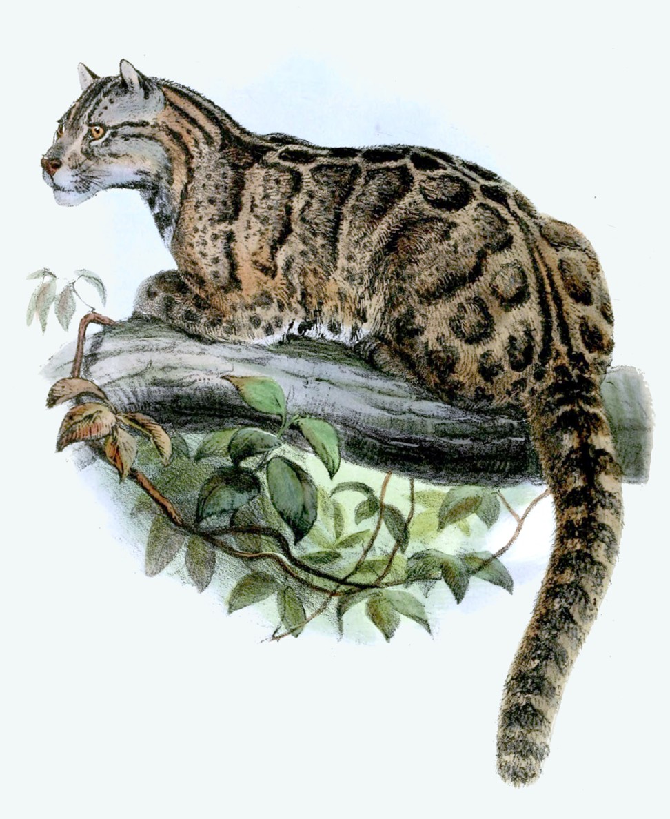 An 1862 drawing of a Formosan clouded leopard