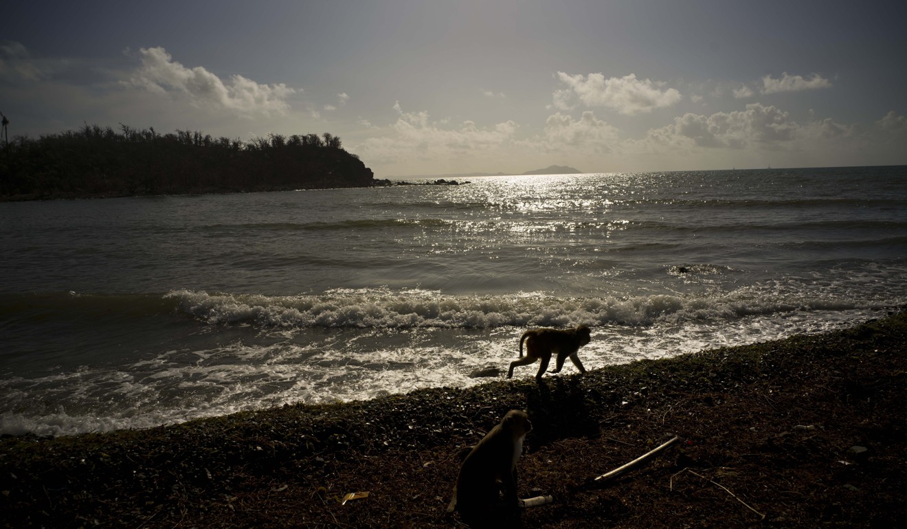 A monkey walks along the shore of Cayo Santiago, known as Monkey Island, in Puerto Rico, one of the world’s most important sites for research into how primates th on Wednesday. Photo: AP
