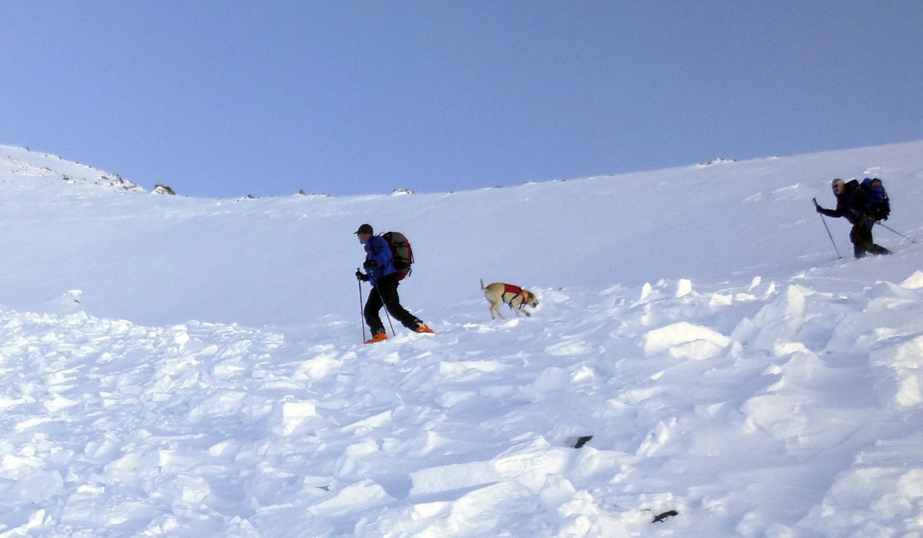 Search and rescue volunteers, along with an avalanche dog, search debris in an avalanche field. Photo: AP