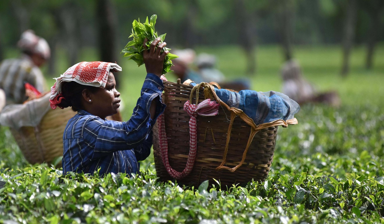 Darjeeling tea is regarded as some of the world’s finest, with the region producing up to 10 million kg per year. Photo: AFP