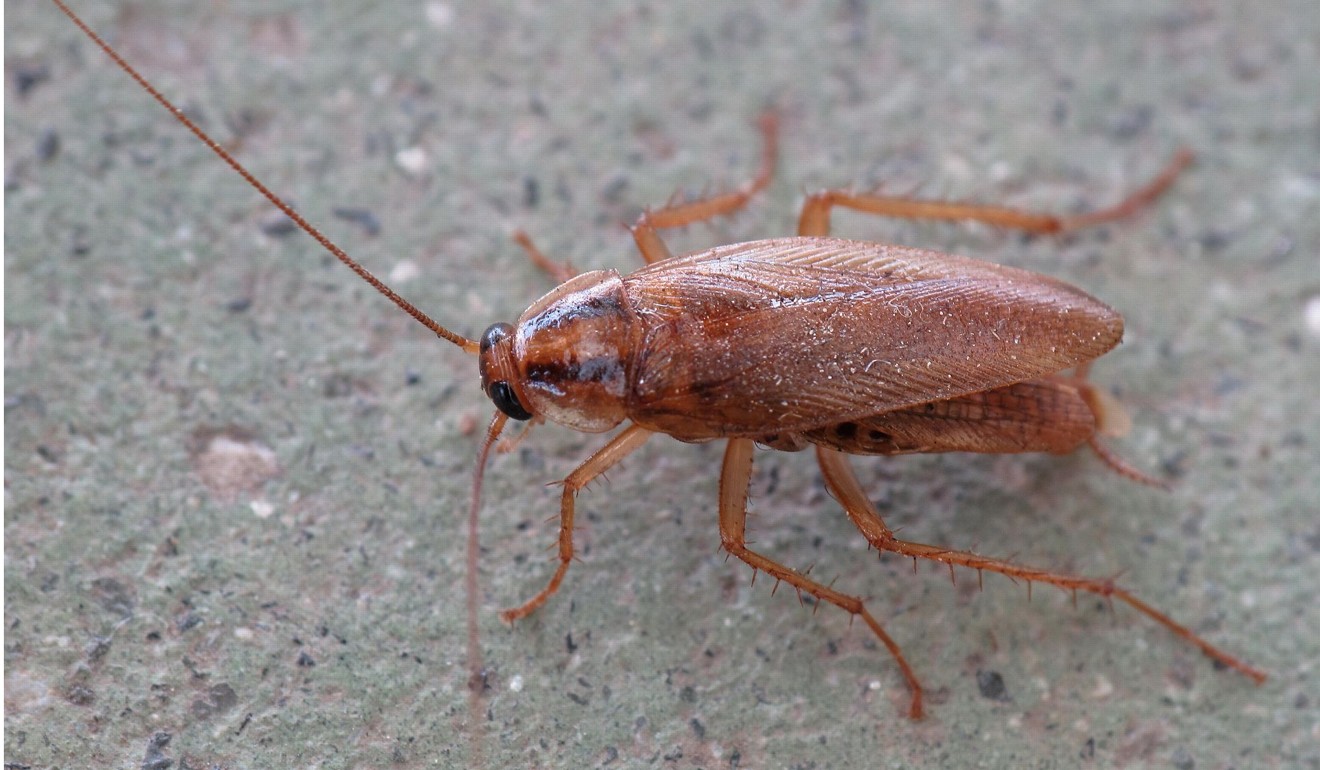 The German cockroach is the smallest of the three most common species of the insect. Photo: Handout