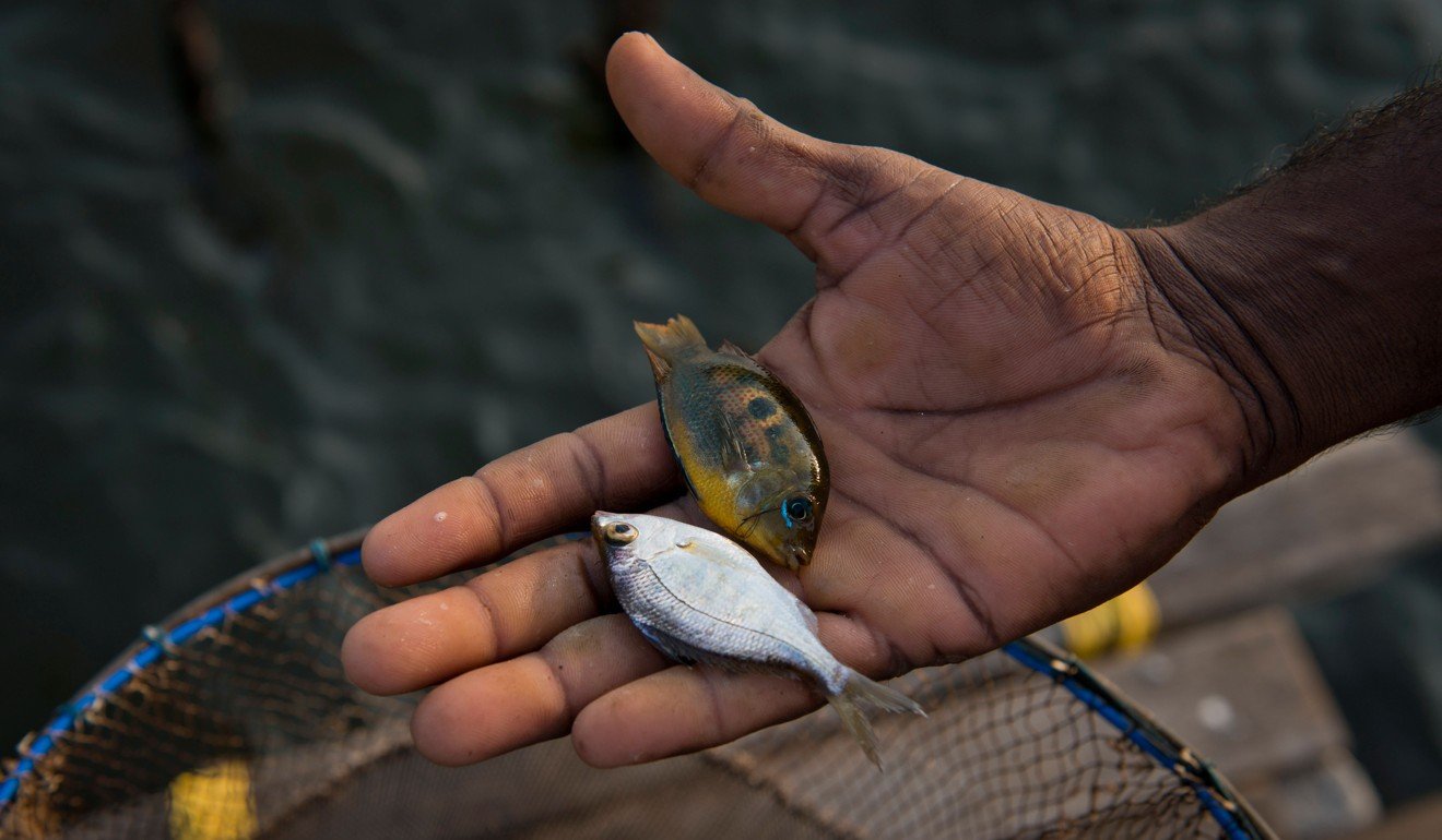 Pollution from houseboats has been blamed for declining fish stocks in Kerala.
