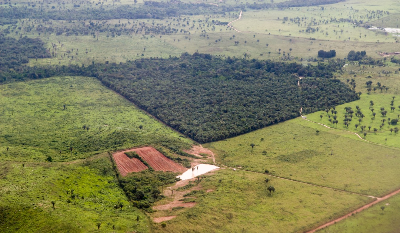 Ninety per cent of rainforest destruction is caused by animal agriculture. Photo: Alamy