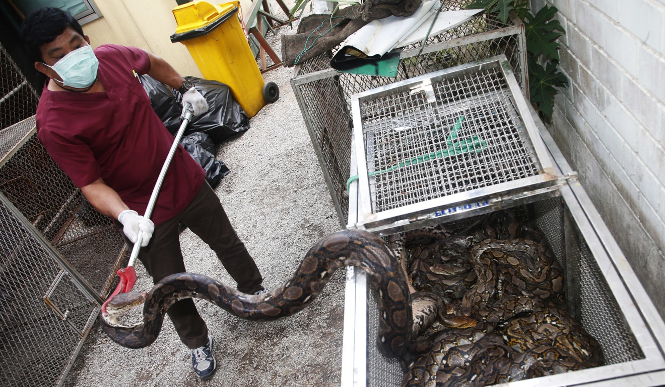 City authorities say the number of snakes caught in Bangkok homes has risen exponentially in recent years, from 16,000 reported cases in 2013 to about 29,000 in 2016. Photo: AP
