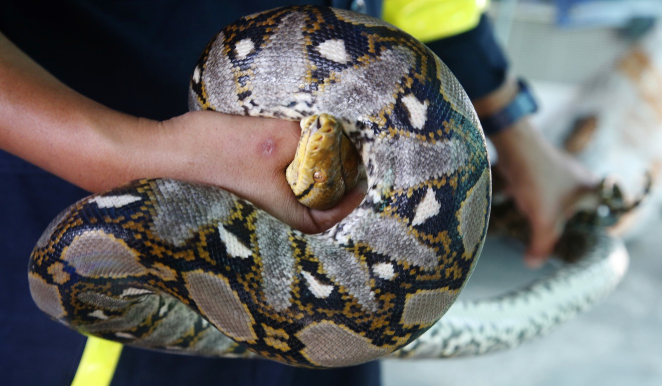 Firefighter Phinyo Pukphinyo holds a python. Photo: AP