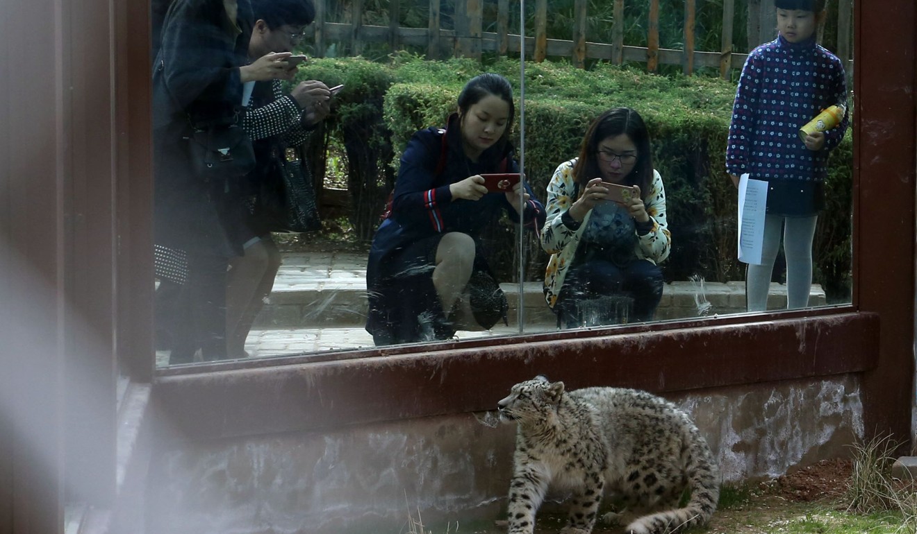Visitors take snapshots of the big cat. Photo: China News Service