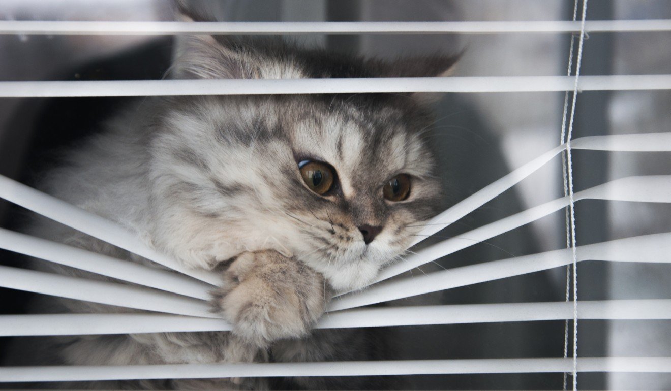 Cat who are kept indoors can show signs of compulsive behaviour. Photo: Shutterstock