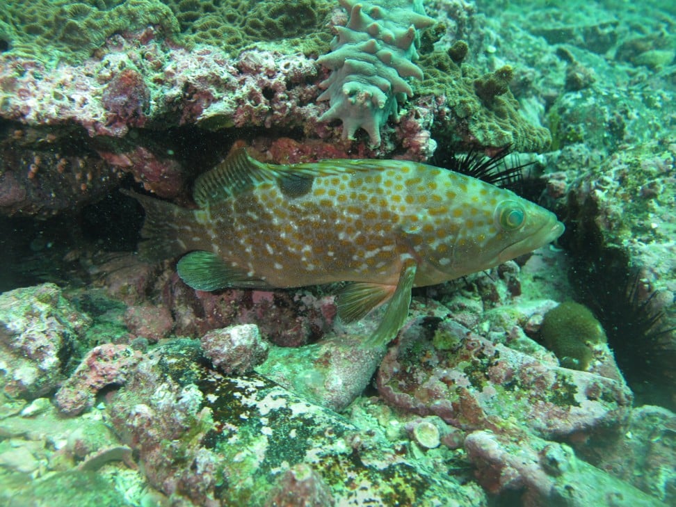 A Hong Kong grouper in the waters off Sai Kung.