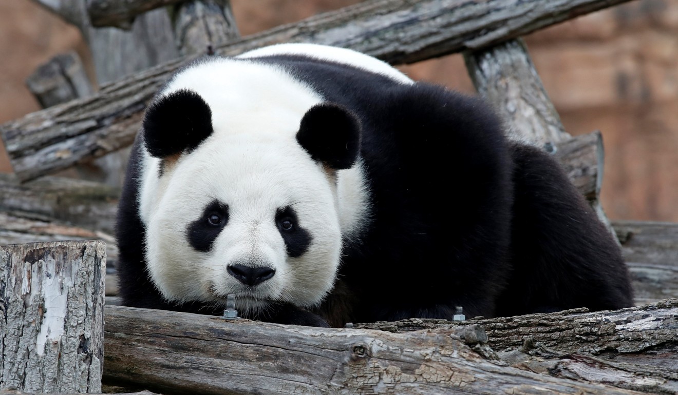 Yuan Zi, father of Yuan Meng, is pictured inside his enclosure at the ZooParc de Beauval on Monday. Photo: Reuters