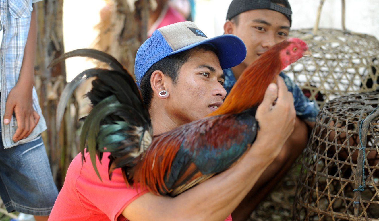 The fighting cocks are very well cared for by their owners. Photo: AFP