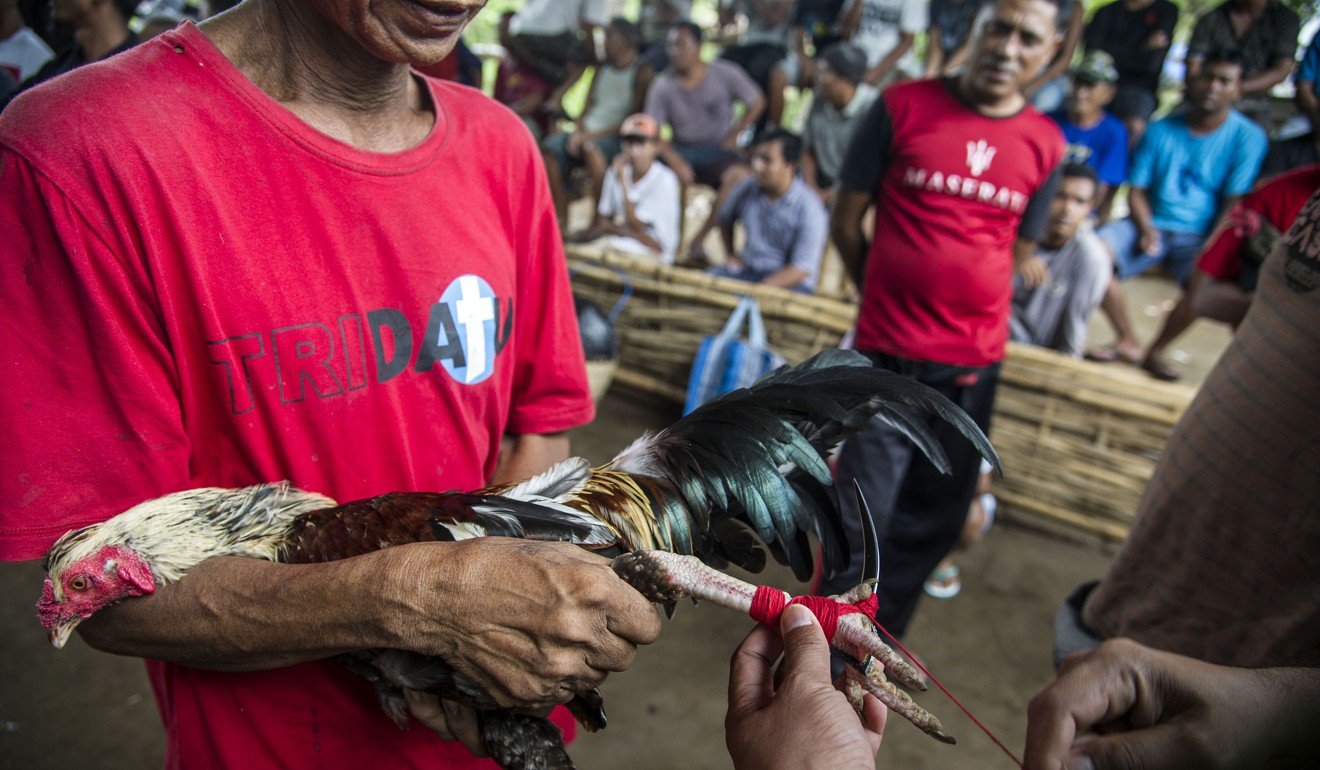 The dagger is attached to the rooster’s foot. Photo: AFP