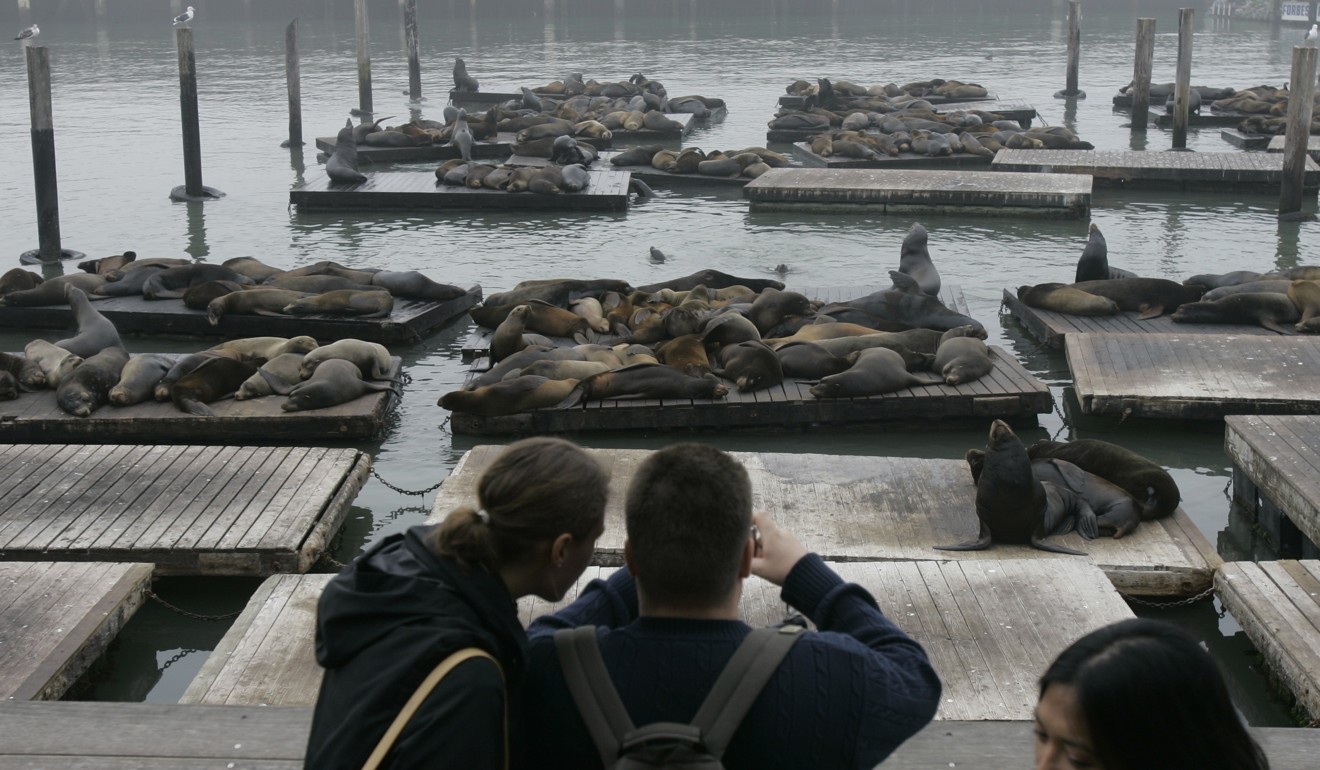 File photo of sea lions at Pier 39 in San Francisco. Photo: AP