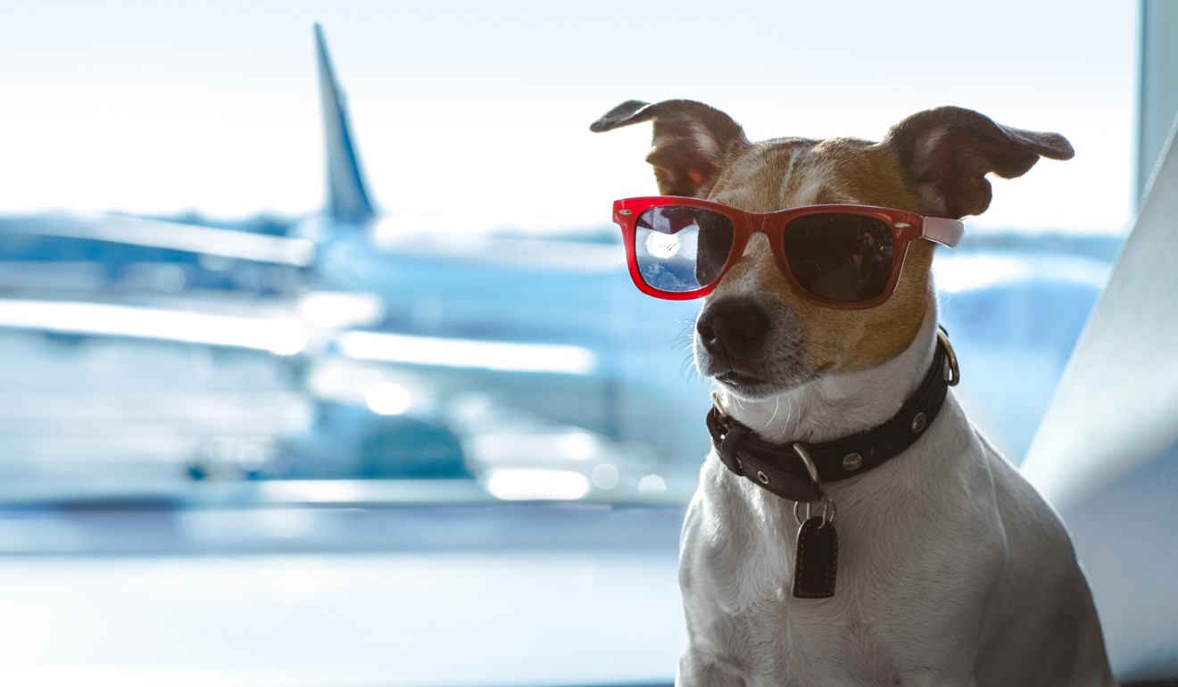 Most major airlines that carry pets do a good job, experts say. Photo: Alamy